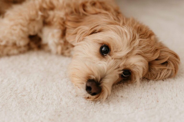 Baby Familienfotos Leipzig