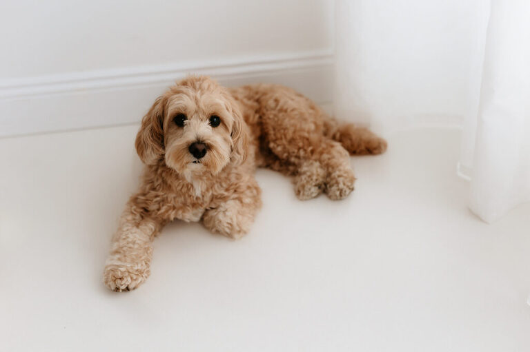 Neugeborenes Babyfotos Grimma